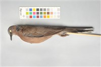 藏品(斑頸鳩)的圖片